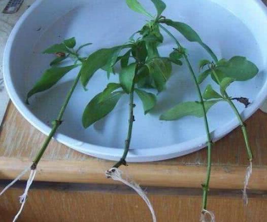 圆叶法师插杆繁殖方法中，如何提高插杆生根率
