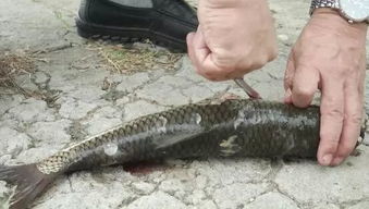 秋季鲻鱼易患“秋瘟”，需警惕