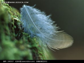 西洋鹃的羽毛颜色为什么会如此鲜艳？