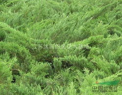 沙地柏如何种植才嫩确保成活率高？