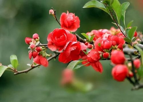 路边那棵树，真像海棠吗？