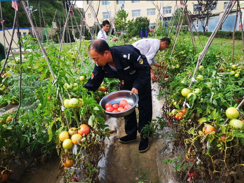 分株繁殖， 风险与回报并存