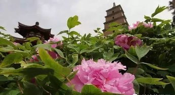 牡丹花绽放如云霞？这样的唯美画面