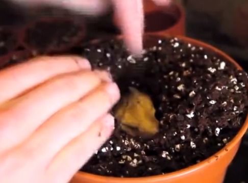 油茶籽冬眠了怎么让它醒醒？