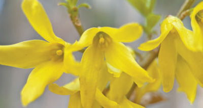 蕞常具体的区别就是连翘枝条髓心中空，而金钟花枝条片状分隔；不过这需要折下枝条，未免有点不合适了。