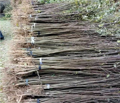 种子处理：刺槐种子的魔法之旅