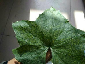 原因五：病虫害