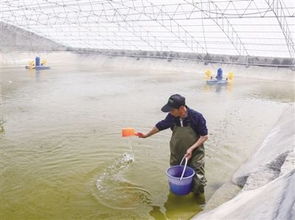 一万只南美白对虾一天需要喂多少饲料才能保证其健康生长？