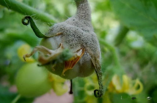 生物农药有点意思