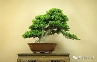 黄杨盆景土壤配置方案