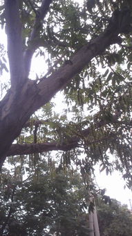 树木之美， 古往今来