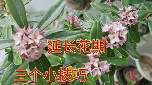 铜钱草开花后要剪掉吗？花期养护注意这几点