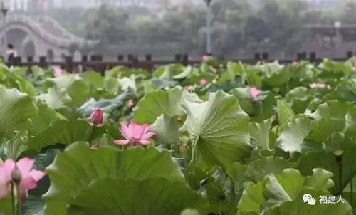 荷塘月色下的种植之谜