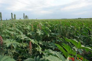 网上购物的新选择