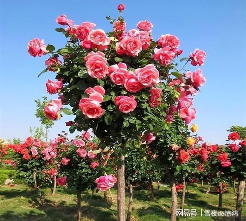 花香飘飘，心情舒畅