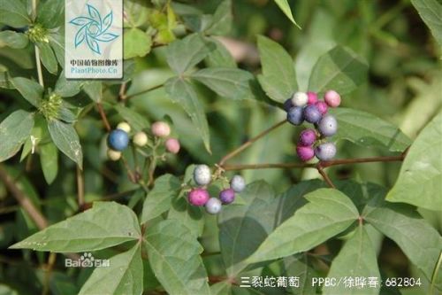 紫花草种植的优化方案