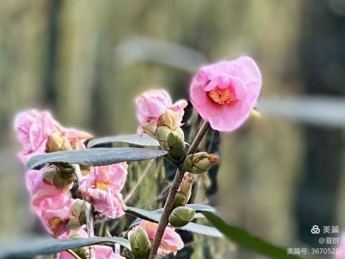 庭院美化的秘密武器：花草种植大揭秘
