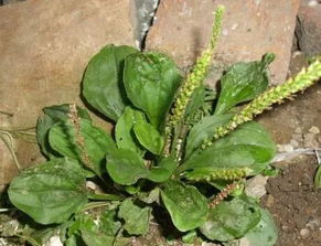 民间传说与车前草的故事