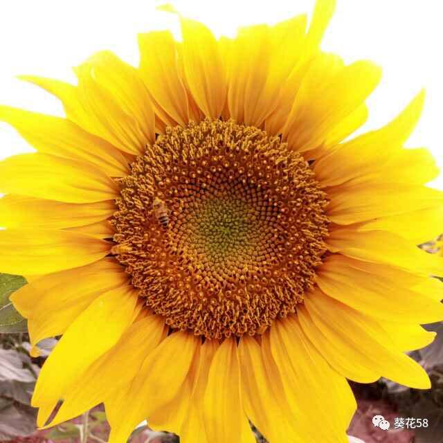 葵花苗期打药时机