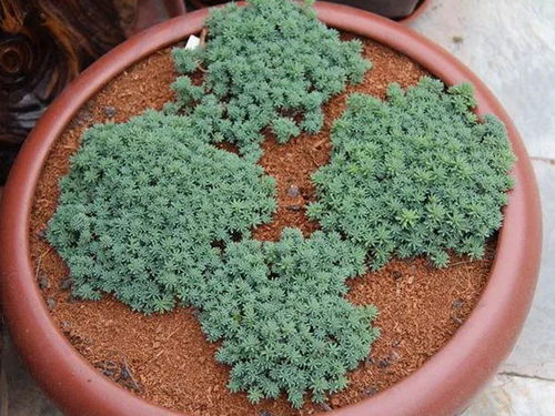 多肉植物的“美食”搭配