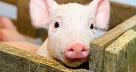 如何破解非洲猪瘟基层防控难题及传播复杂性的全套解决方案？