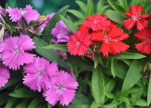 石竹与锈球石竹的差异