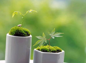 植物与生肖，有趣的知识