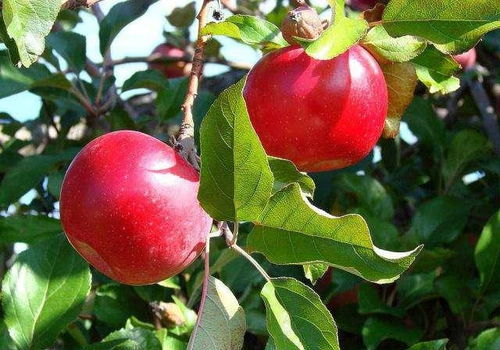 苹果树和桃树， 开花前浇水hen重要