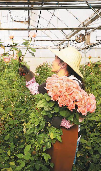 云南的鲜切花龙头企业揭秘