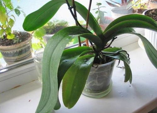 花黄叶，是缺水还是病虫害