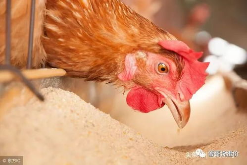 家里养的鸡感冒了怎么办？有没有有效的解决方法？