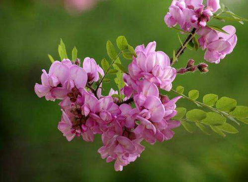 槐树：春日里的紫色香氛