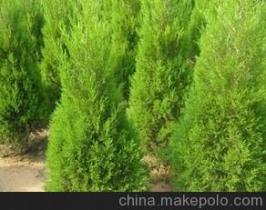 刺柏的价值，绿得无限