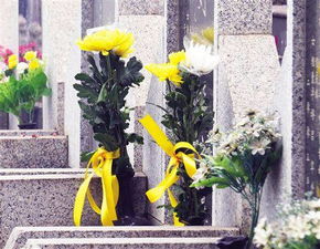 多年生花卉的推荐