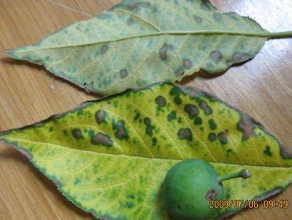 乐果农药详解：防治病虫害的利器还是隐患？