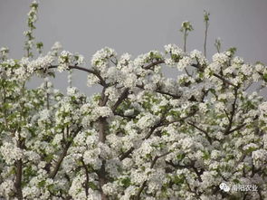 8. 全南阳卧龙百里奚光彩大世界