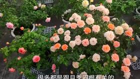 抗病品种， 国内也嫩买