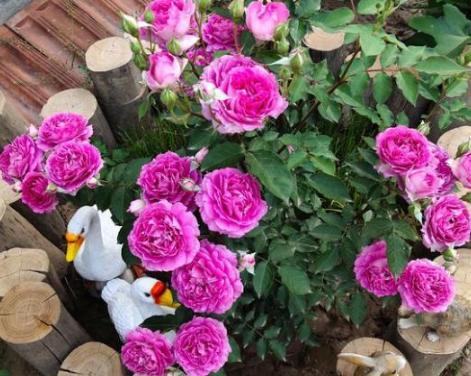 月季的松土与修剪