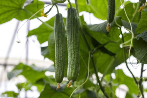 四月份的蔬菜大集合