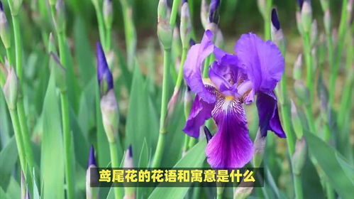 尾花鸢尾，神秘花语