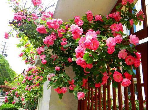 六月份养护月季花的关键点