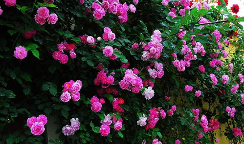 充满野性美感的爬藤蔷薇品种：克莉斯汀