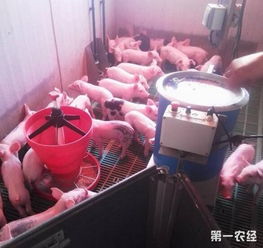 仔猪出生后常规接产技术有哪些？外科手术常见6大并发症包括哪些？