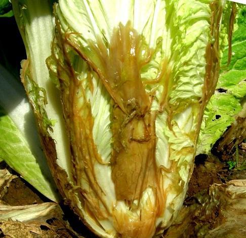 白菜软腐病的综合防治