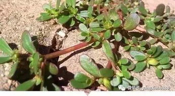 荷花：池塘的“花魁”