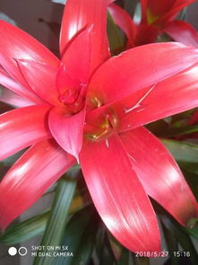 小心叶子不积水