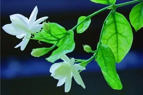 网购茉莉花如何正确种植才能保证其成活