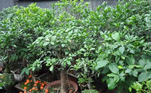 适合天井的植物：桂花