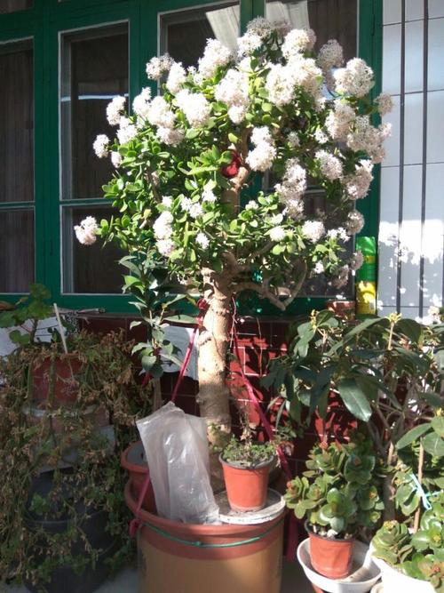 水中皇后——睡莲