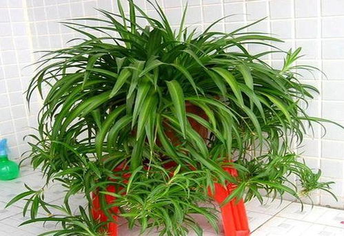 盆栽植物修剪叶子，如何让叶片更繁茂
